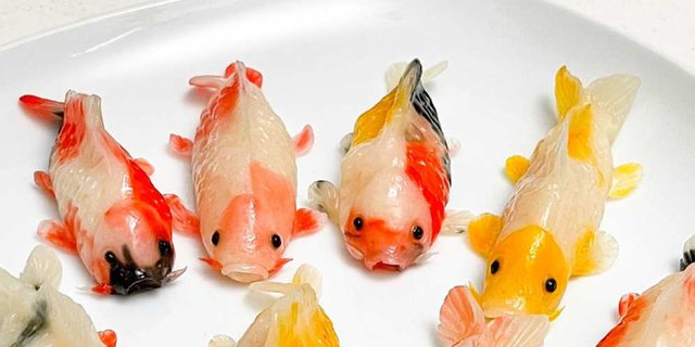 Cantiknya Pangsit Ikan Koi, Bikin Tak Tega Makan