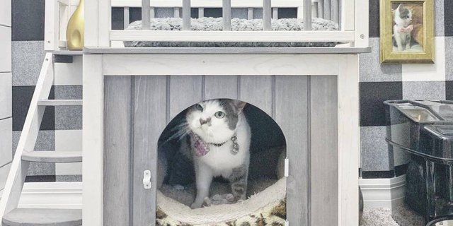 Desain Rumah Gemas untuk Si Anak Bulu