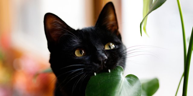 Catnip dan 4 Jenis Tanaman Hias yang Menarik Minat Kucing