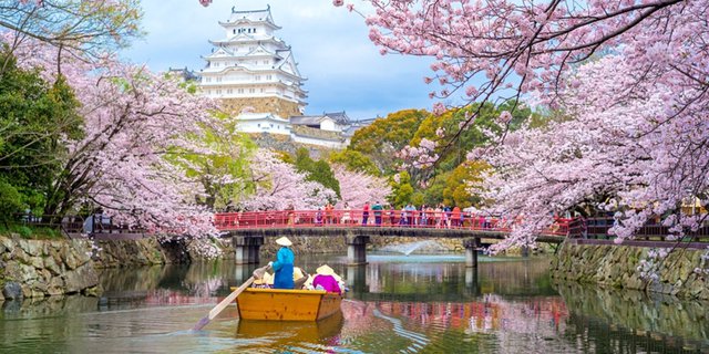 Bunga Sakura di Jepang Mekar Lebih Awal Tahun Ini, Kok Bisa?