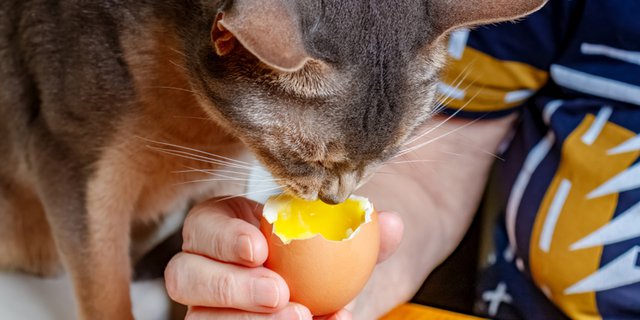 Manfaat Kuning Telur Mentah untuk Kesehatan Kucing, Aman Asal 