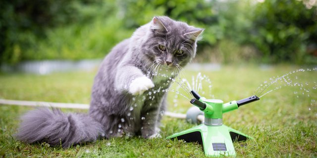 5 Permainan Super Fun Buat Kucing yang Gemar Main Air