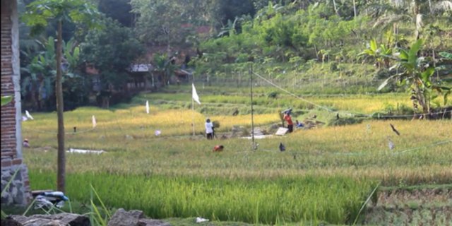 Viral Desa Unik di Kebumen Tak Ada Warung Nasi, Ada Mitos Kutukan