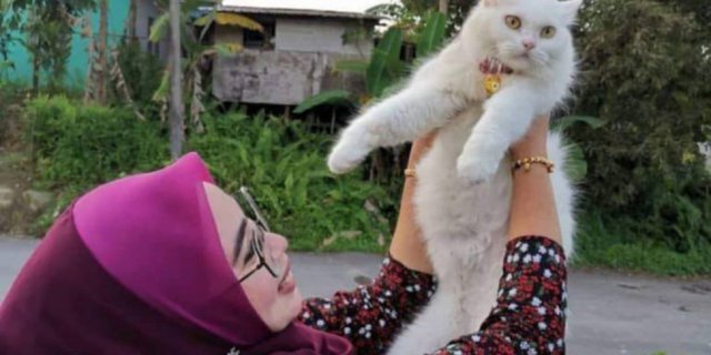 Viral Kisah Kucing Liar Tak Terurus Berubah Jadi Cantik Bak 