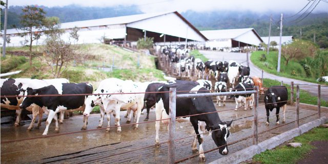 Rahasia di Balik Kelezatan Susu Pasteurisasi