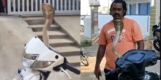 Video Menegangkan, King Cobra Mendadak Muncul dari Dashboard Motor