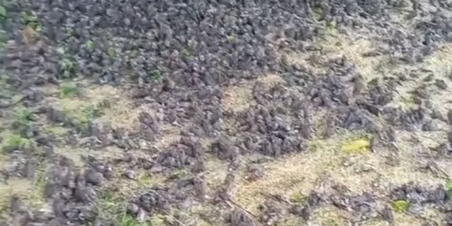 Penyebab Kematian Kawanan Burung Pipit di Bali Terkuak, Ini Hasil Labnya