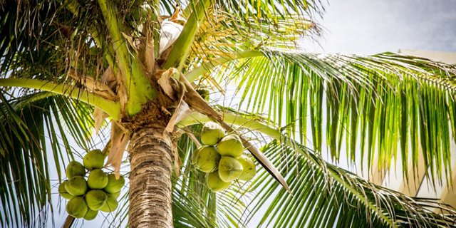 42 Manfaat Pohon Kelapa yang Serbaguna Bagi Kehidupan, Mulai dari Akar Sampai Buahnya