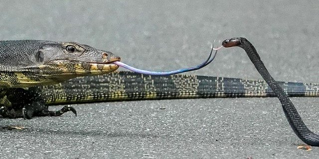 Dua Lidah Bercabang Saling Bersentuhan, Biawak Raksasa dan Ular Kobra Seolah Sahabat Lama 'Bersalaman'