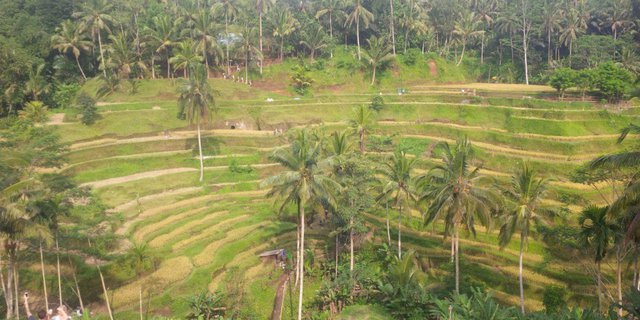 Ubud Kembali Masuk Top 10 Destinasi Terbaik Dunia Versi Lonely Planet