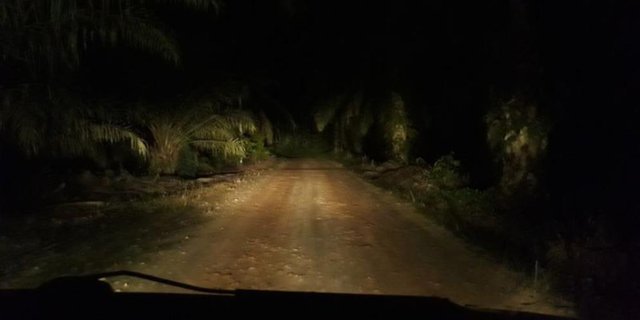 Cerita Seram Pelukis Henna Tersesat di Jalan Aneh dan Gelap di Tengah Kebun Sawit, Pas Putar Balik Malah...