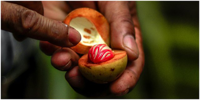 7 Manfaat Pala untuk Kesehatan hingga Kecantikan, Penting Buat `Nutrisi` Otak