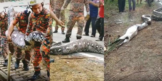 Video Petugas Damkar Evakuasi Ular Piton Raksasa Segede Pohon Kelapa Telan Kambing Bulat-bulat, Netizen Merinding Dikira Mangsa Bocil