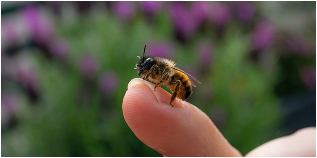 Waspadalah, Ini 7 Arti Mimpi Disengat Lebah yang Bawa Kabar Buruk tentang Orang Jahat dan Kekecewaan