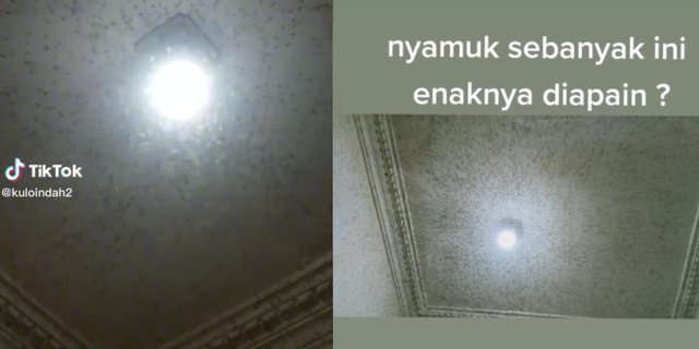 Viral! House Ceiling Becomes Mosquito Nest, Appearance of Thousands of Blood-Sucking Insects Makes You Shiver