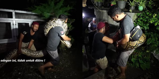 Evacuation of Giant Python as Big as a Coconut Tree Trunk from a Goat Cage, Panji Petualang Almost Suffocated by Its Tight Grip