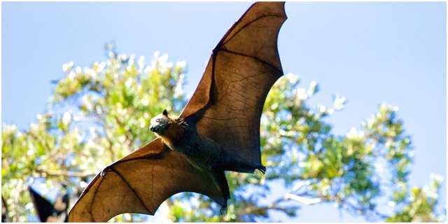 8 Interpretations of Bat Dreams, Related to Ambitions to Fate in the Future