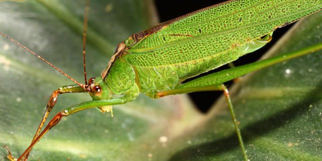 Called Pelesit, This Insect-Like Locust Shape is Often Used as a Black Magic Medium, Recognize Its Characteristics