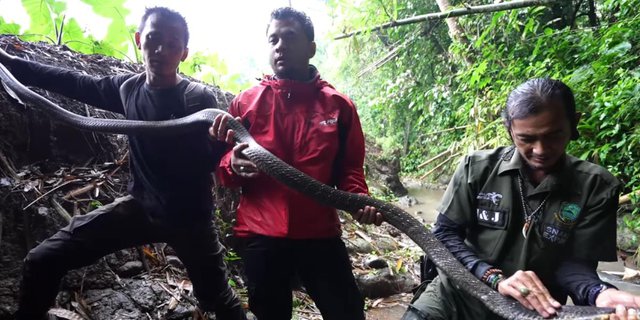 Intention to Release Snakes in the Bamboo Forest River in Kuningan, Panji Petualang Encounters a Black King Cobra, There is a Wound on Its Head