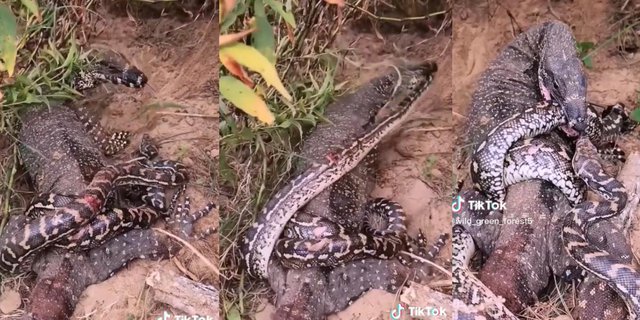 Recklessly Fighting for Life and Death Against a Lizard, Python Snake Still Wraps Despite Being Torn to Pieces