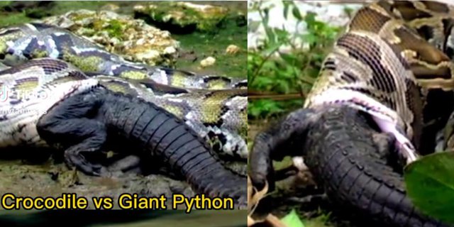 Moments of Giant Python Swallowing Round Crocodile, Prey Still Alive in the Stomach