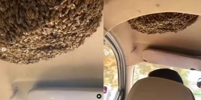 Viral Man Calmly Driving Despite Thousands of Bees Nesting Inside the Car, Right Above His Head