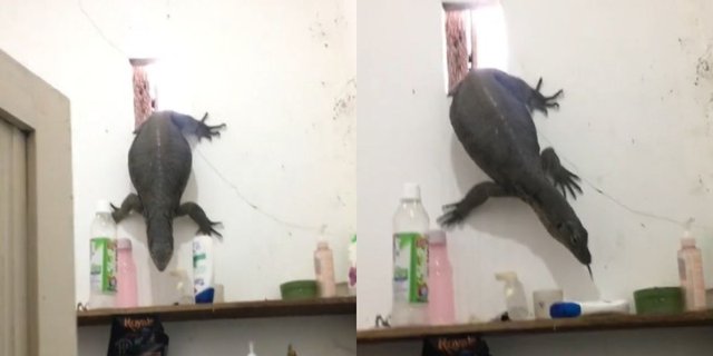 Hearing the Sound of a Bottle Falling in the Bathroom When Alone at Home, This Woman Is Surprised to Find a 'Visitor' a Fat Giant Lizard