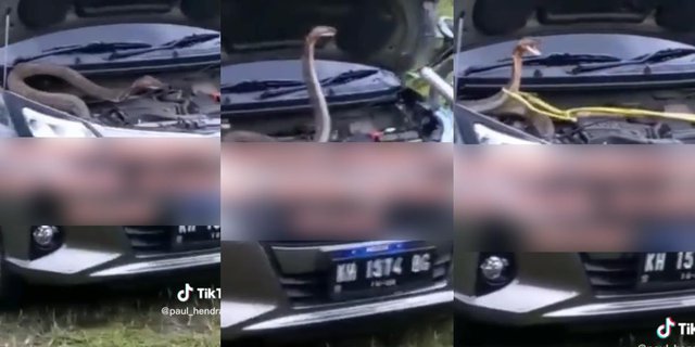 Viral! Pas Buka Kap Mobil, Pemilik Kaget Muncul King Kobra Raksasa Lagi <em>Standing</em> Siap Menyerang