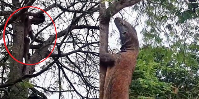 Man Chased by Topless Komodo until Climbing Trees, Then Waited Below Unable to Descend, Ending Makes Curious