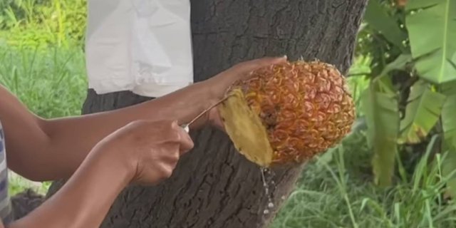 Viral Video How to Peel Pineapple in Less Than 1 Minute, Want to Try?