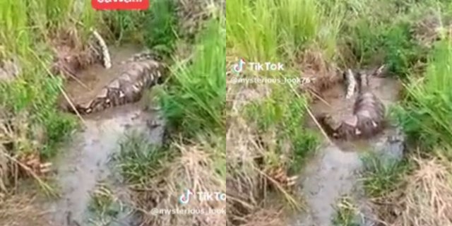 Moment Bloated Python Snake Struggles to Move, Netizens Call it Greedy