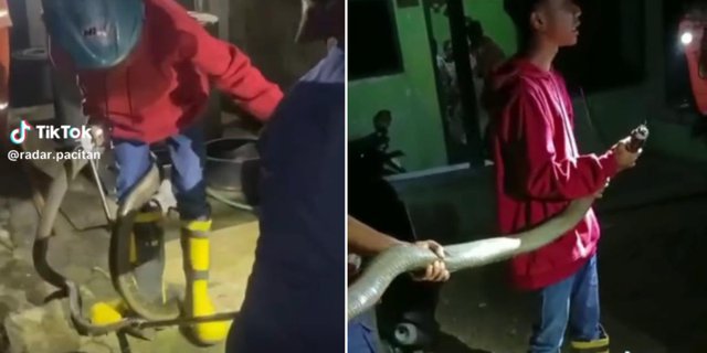 Penangkapan King Kobra Sepanjang 3,5 Meter Masuk Rumah Warga di Pacitan, Dramatis Sampai Petugas Damkarnya Sempat Dibelit