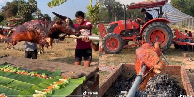 Cooking Video of 500 Kg Roasted Buffalo, Need to Use a Tractor to Grill It, Residents Enjoy Eating the Whole Head in an Unusual Way