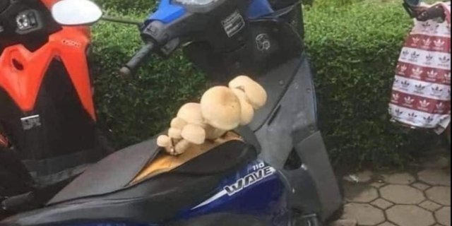 Never Cleaned, Motorcycle Seat Turns Into a Planting Media, Overgrown with Grass and Mushrooms