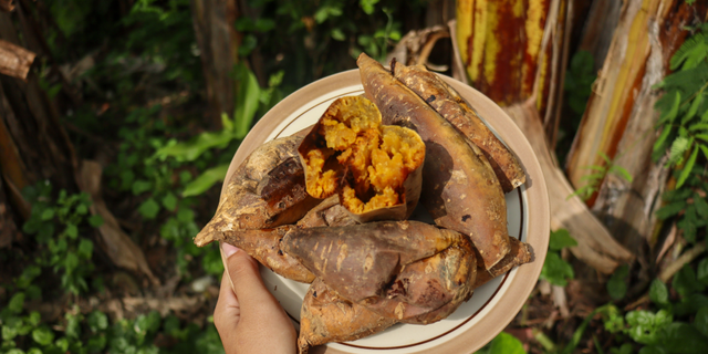 Key to Processing Ubi Cilembu, the Honey Comes Out and Juicy