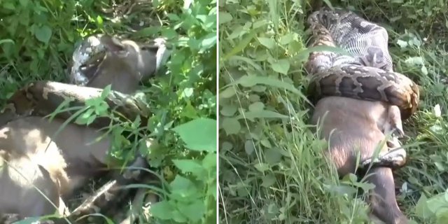 Terrifying and Amazing! This is How a Python Snake Swallows a Deer the Size of a Cow: Its Mouth and Stomach Can Stretch