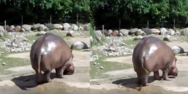 Unique! The Sound of a Hippopotamus Fart Turns Out to Be Surprising, Similar to the Sound of Someone Cutting Trees Using a Chainsaw