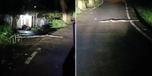 Walking Alone at Midnight Seeing a Wood-like Object Lying Across, When Approached Turns Out to be Blocked by a Python Snake: Body Becomes Weak