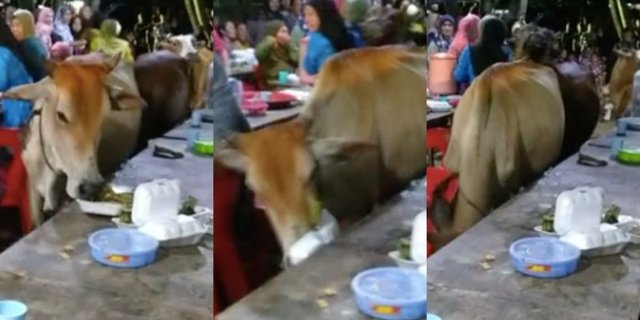 Viral Starving Cattle Rampages at Wedding Party, Disrupting the Decorations and Eating the Guests' Food, Party Ends Abruptly