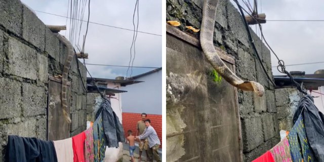 Residents of Kampung Gempar, Giant King Cobra Emerges from Behind the House Wall, Garage Cries Seeing Its Size