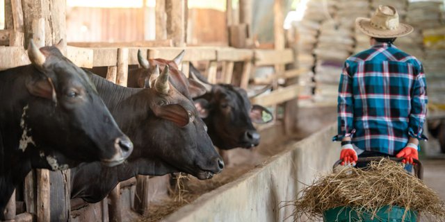 The Most Expensive Cattle in the World, Touching a Price of Rp6 Billion