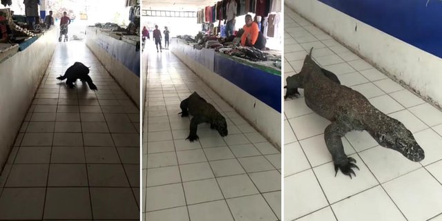 Viral! Komodo Strolls into Souvenir Market in Labuan Bajo, Netizens' Remarks Make You Laugh: 'The Only Market Thug That's Protected'