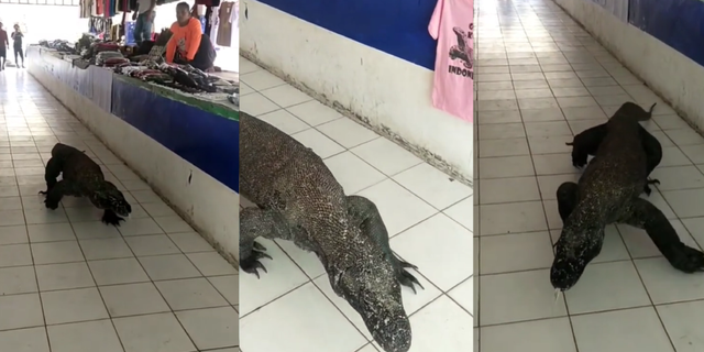 Komodo Lost in the Market, This Wild Animal Causes a Stir Among Traders