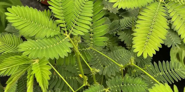 Sensitive Plant in Indonesia, a Roadside Plant, is Expensive in Switzerland