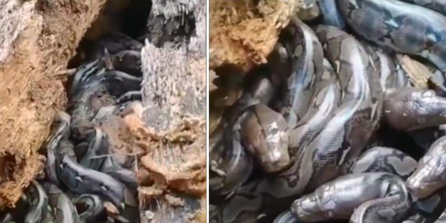 Make Chills! Dozens or Even Hundreds of Snake Children Found in Fallen Tree Trunks