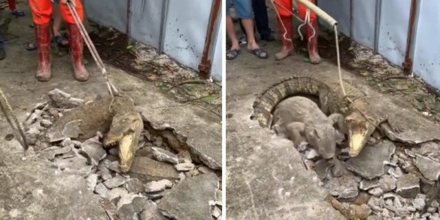 Viral! Moments of the Arrest of Two 'Land' Crocodiles of Large Size Emerging from Under the Village Road, One Immediately Escapes