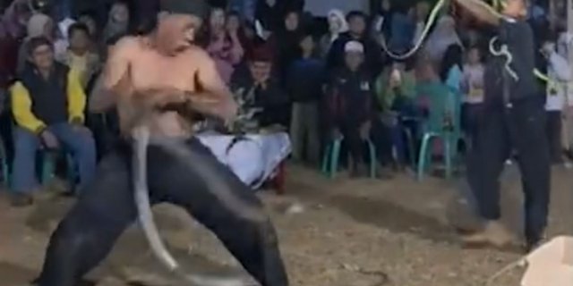 Tense Moments: Snake Handler in Sumedang Bitten by King Cobra During August 17th Show, Initially Unnoticed But Died an Hour Later