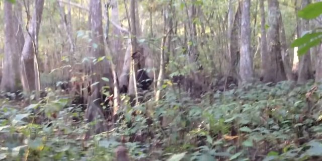 Creature Suspected to be Bigfoot Captured on Camera in the Middle of the Forest