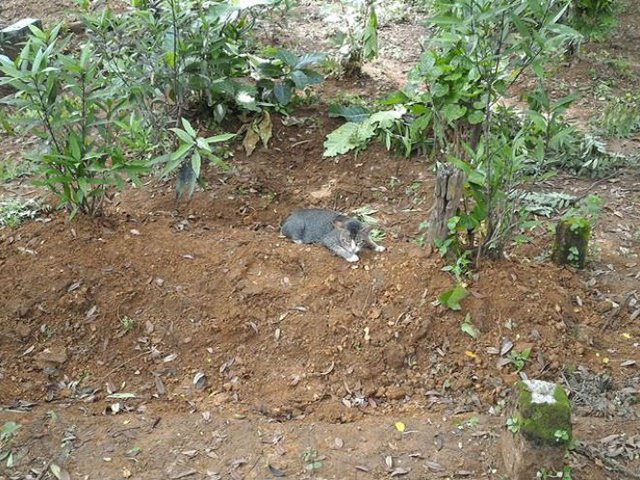 Kenapa kucing tidak masuk surga