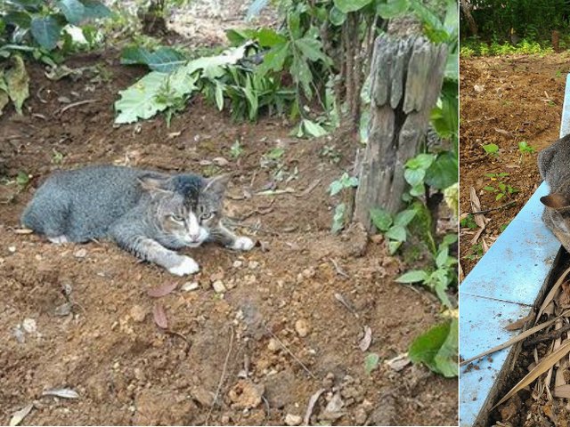 Mendunia! Kisah Kucing di Jawa Tengah Tunggui Makam Tuannya 